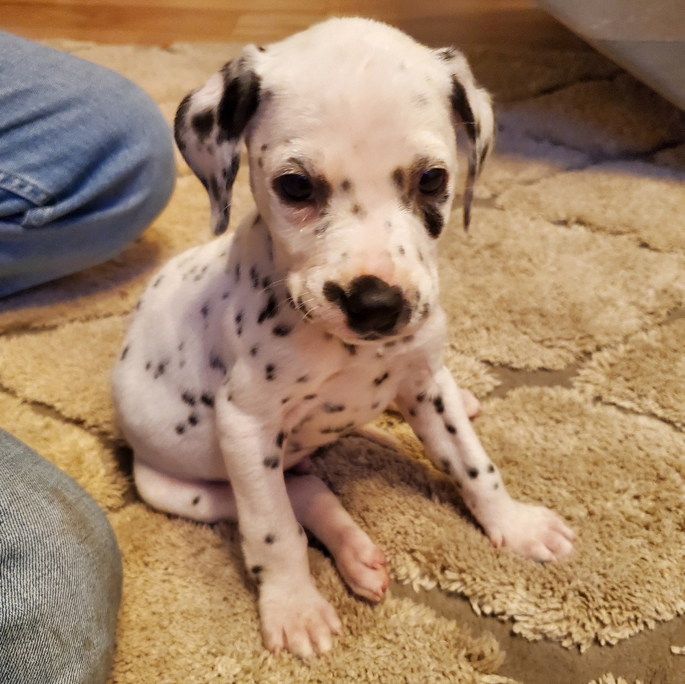 Meet Max!